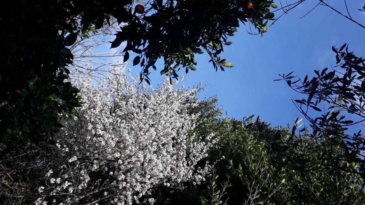 Carrubo - Giardino In Citta Villa Catania Luaran gambar